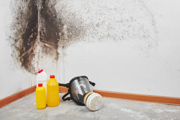 Best Post-Flood Mold Remediation in Lewisville, WA