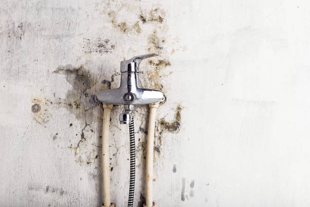 Best DIY Mold Remediation Support Services in Lewisville, WA