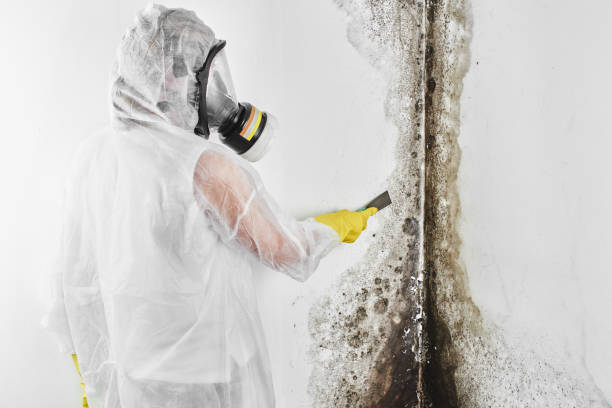 Best Health and Safety Mold Remediation in Lewisville, WA