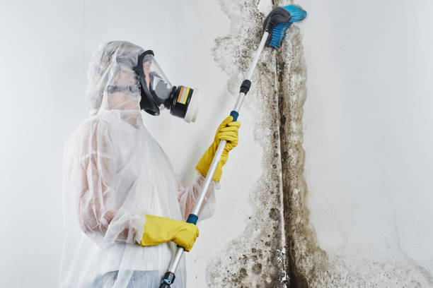 Best Black Mold Remediation in Lewisville, WA