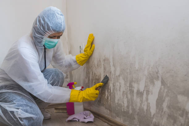 Best Health and Safety Mold Remediation in Lewisville, WA