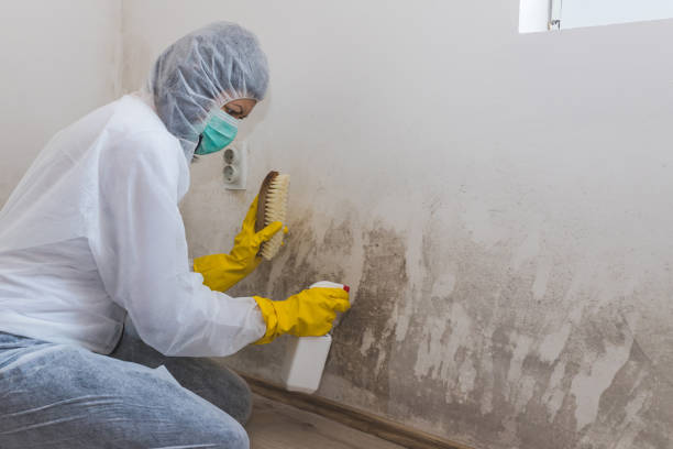 Best Residential Mold Remediation in Lewisville, WA