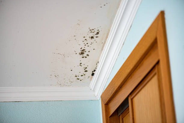 Best Kitchen Mold Remediation in Lewisville, WA