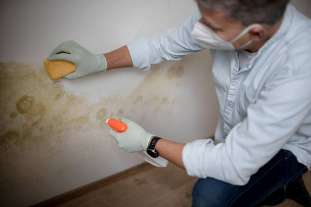 Best White Mold Remediation in Lewisville, WA