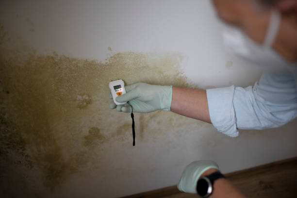 Best Emergency Mold Remediation in Lewisville, WA