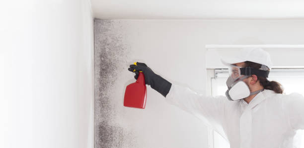 Best Residential Mold Remediation in Lewisville, WA