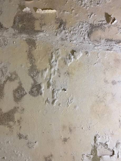 Best Bathroom Mold Remediation in Lewisville, WA