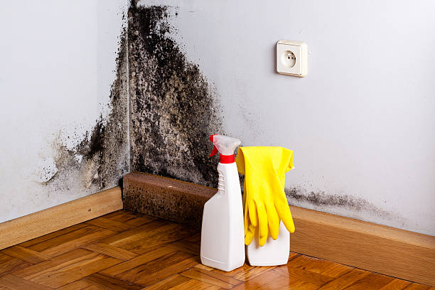 Best Mold Remediation for Schools in Lewisville, WA