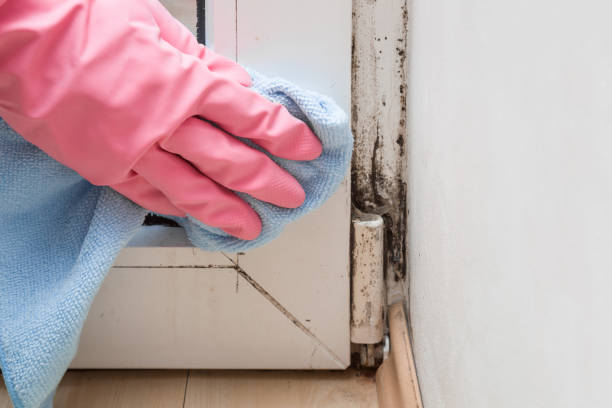 Best Commercial Mold Remediation in Lewisville, WA