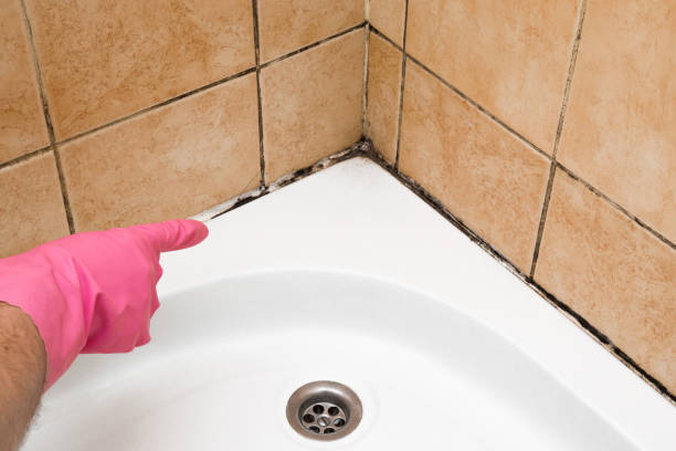 Best Bathroom Mold Remediation in Lewisville, WA